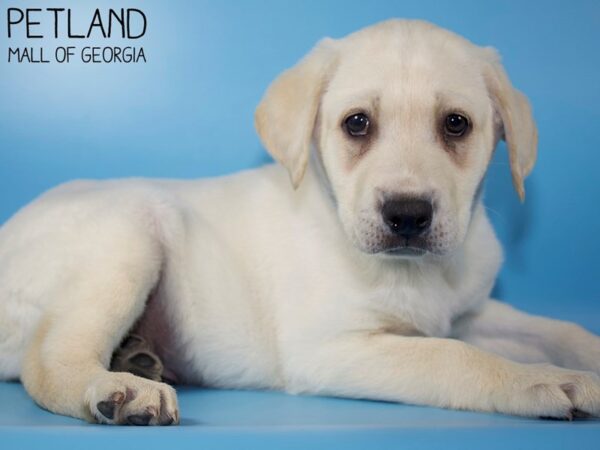 Labrador Retriever DOG Male Yellow 5611 Petland Mall of Georgia