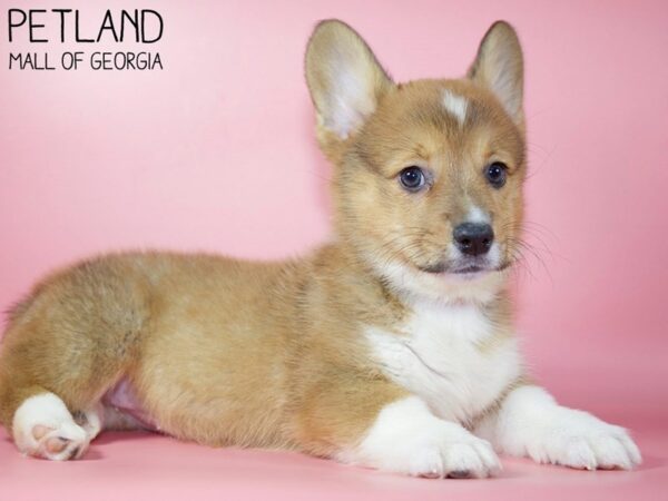 Pembroke Welsh Corgi DOG Female Red 5608 Petland Mall of Georgia