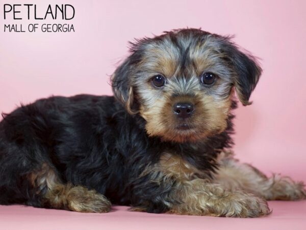 Yorkshire Terrier DOG Female Black / Tan 5607 Petland Mall of Georgia