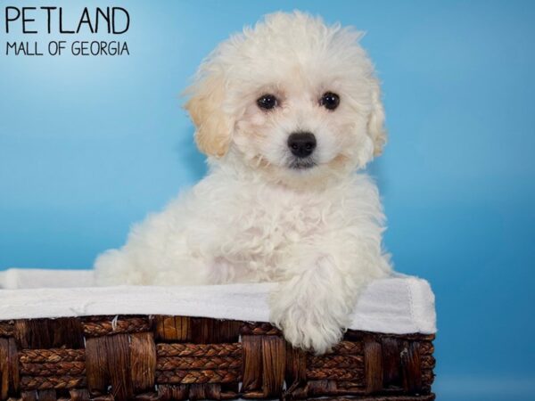 Bichonpoo-DOG-Male-Apricot-5651-Petland Mall of Georgia