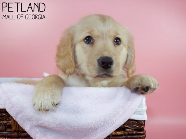 Golden Retriever DOG Female Golden 5646 Petland Mall of Georgia