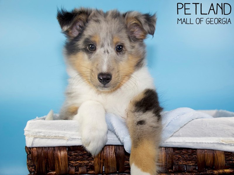 Shetland SheepdogDOGMaleBlue Merle3110411Petland Mall of