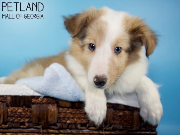 Shetland Sheepdog DOG Male Sable / White 5642 Petland Mall of Georgia