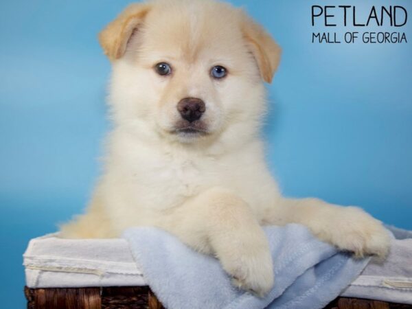 Pomsky DOG Male Cream 5639 Petland Mall of Georgia