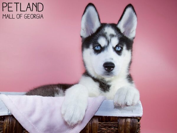 Siberian Husky DOG Female Black / White 5624 Petland Mall of Georgia