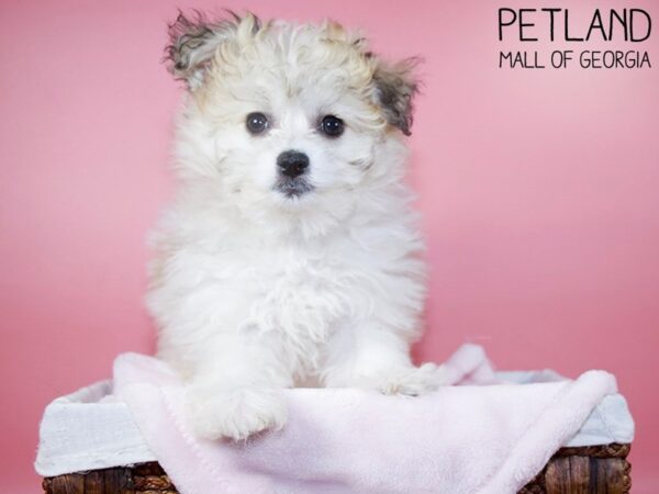 Pomachon-DOG-Female-Gold-5668-Petland Mall of Georgia