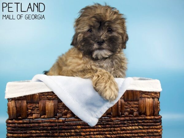 Shihpoo-DOG-Male-Grizzle-5663-Petland Mall of Georgia