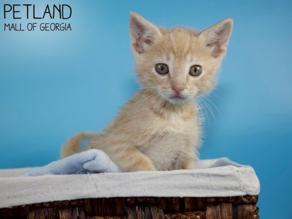 Domestic Cat-CAT-Male-Orange-5661-Petland Mall of Georgia