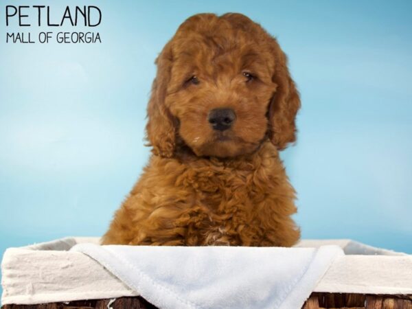 Moyen Goldendoodle-DOG-Male-Dark Red-5656-Petland Mall of Georgia