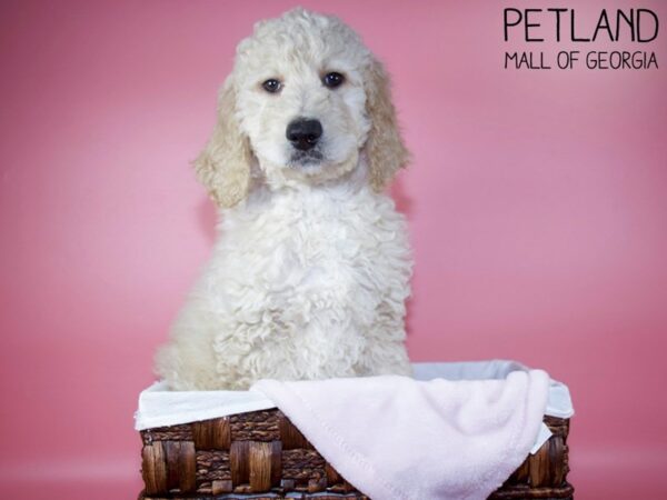 Goldendoodle-DOG-Female-Cream-5654-Petland Mall of Georgia