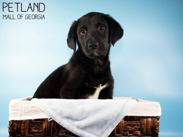 Labrador Retriever Mix-DOG-Male-Black-5658-Petland Mall of Georgia