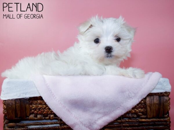 Maltese DOG Female White 5713 Petland Mall of Georgia