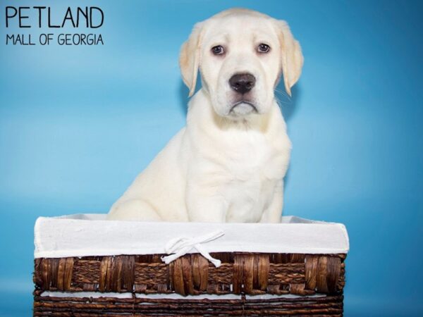 Labrador Retriever DOG Male Yellow 5712 Petland Mall of Georgia