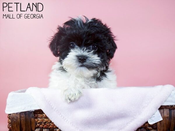 Yorkiepoo DOG Female Black / White 5707 Petland Mall of Georgia