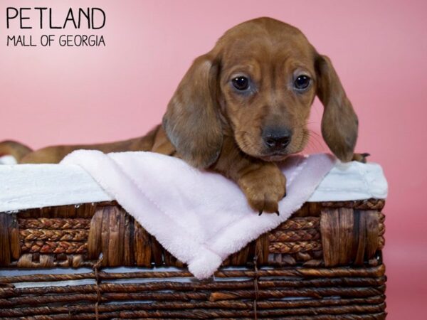 Dachshund DOG Female Wild Boar 5705 Petland Mall of Georgia