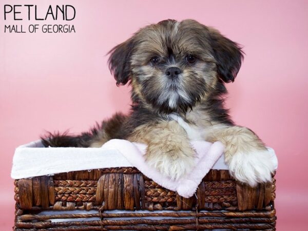 Shih Tzu DOG Female Brindle 5696 Petland Mall of Georgia