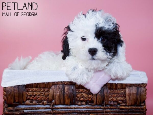 Shihpoo-DOG-Female-Black-5686-Petland Mall of Georgia