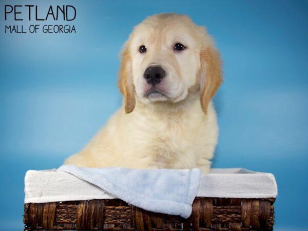 Golden Retriever DOG Male Golden 5685 Petland Mall of Georgia