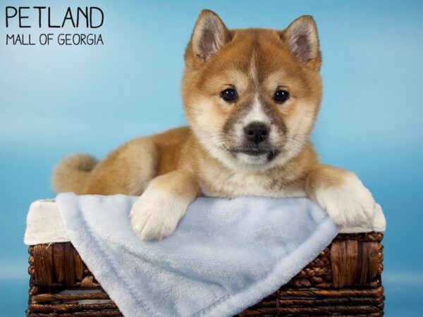 Shiba Inu DOG Male Red 5684 Petland Mall of Georgia