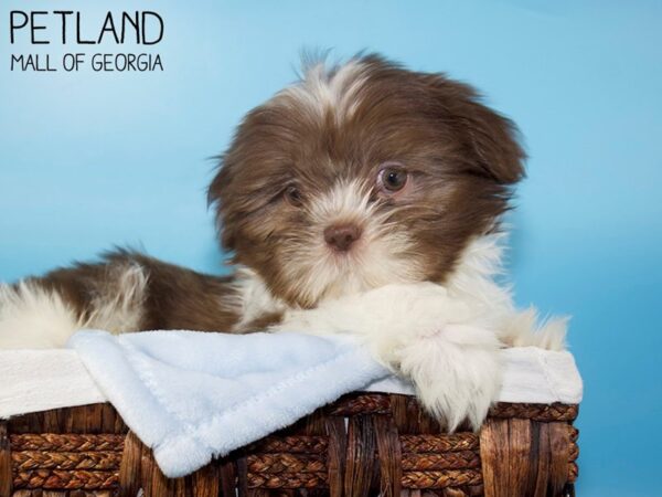 Shih Tzu DOG Male Liver / White 5678 Petland Mall of Georgia