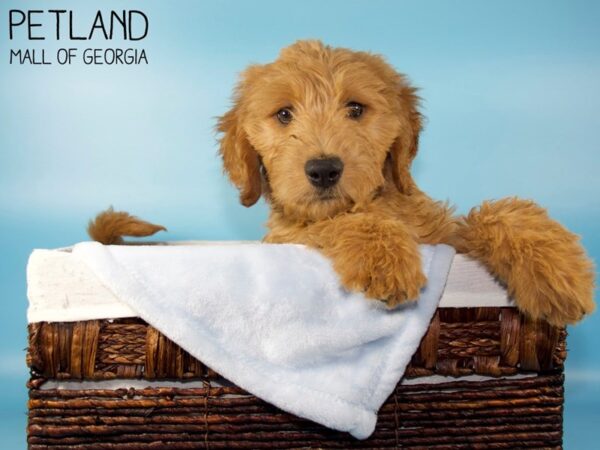 Goldendoodle-DOG-Male-Apricot-5683-Petland Mall of Georgia