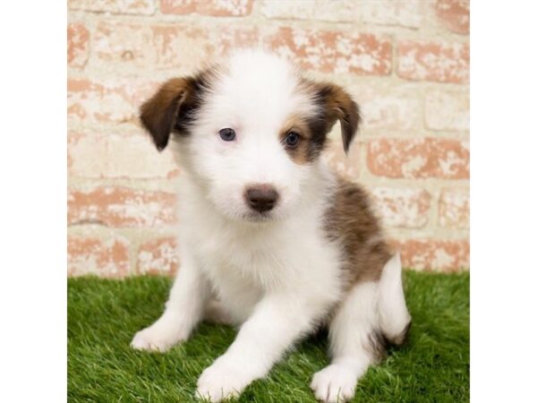 Mini Auggie-DOG-Female-Sable-5734-Petland Mall of Georgia