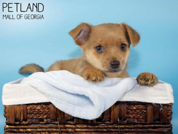 Porkie-DOG-Male-Fawn-5735-Petland Mall of Georgia