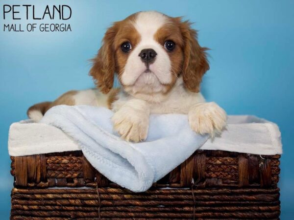 Cavalier King Charles Spaniel DOG Male Blenheim 5731 Petland Mall of Georgia