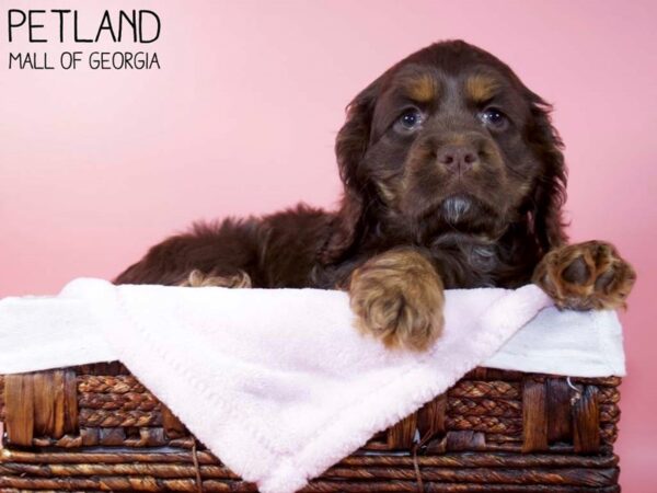 Cockapoo 2nd Generation-DOG-Female-Chocolate / Tan-5730-Petland Mall of Georgia