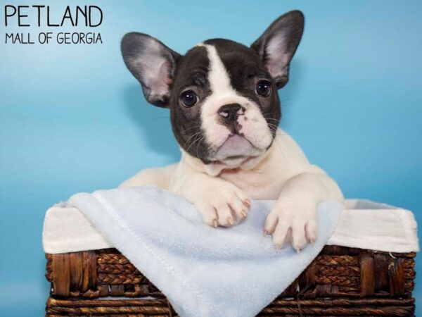 French Bulldog DOG Male Black and White 5726 Petland Mall of Georgia