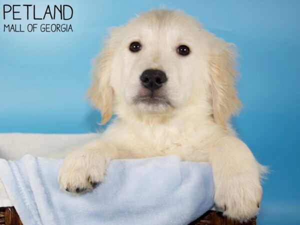 Golden Retriever DOG Male Golden 5743 Petland Mall of Georgia