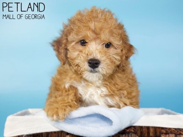 Maltipoo DOG Male Red 5739 Petland Mall of Georgia