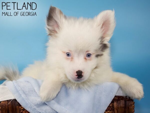 Pomsky 2nd Gen-DOG-Male-Blue Merle-5715-Petland Mall of Georgia