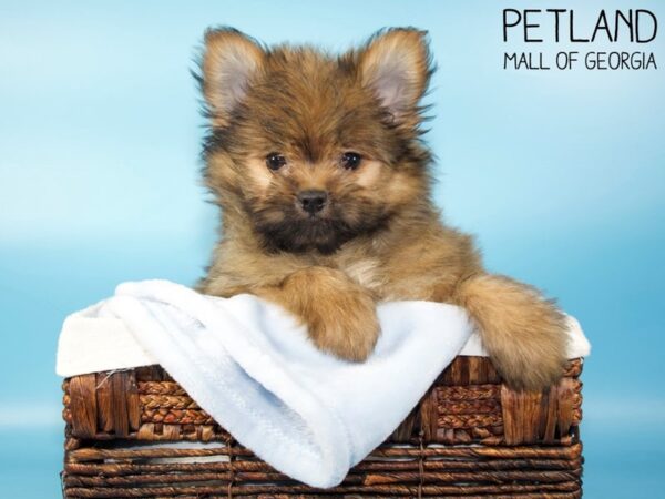 PomShi-DOG-Male-Orange Sable-5690-Petland Mall of Georgia