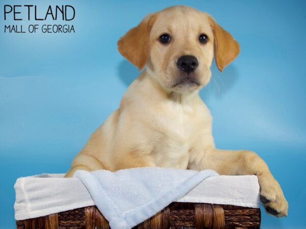 Labrador Retriever DOG Male Yellow 5808 Petland Mall of Georgia