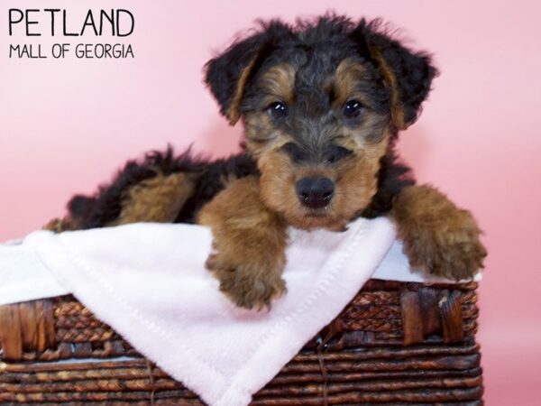 Welsh Terrier-DOG-Female-Black / Tan-5799-Petland Mall of Georgia