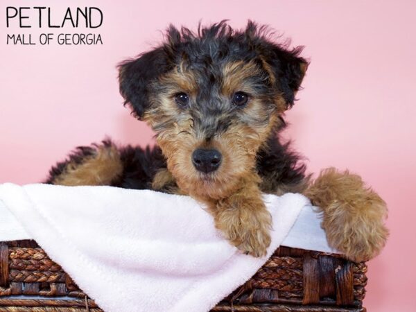 Welsh Terrier-DOG-Female-Black / Tan-5798-Petland Mall of Georgia