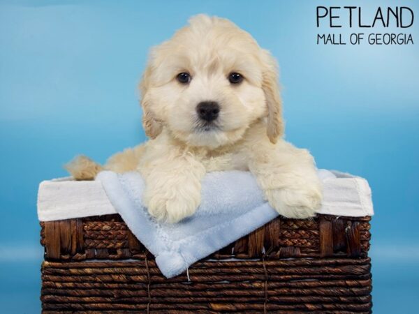 Cockapoo DOG Male Buff 5783 Petland Mall of Georgia