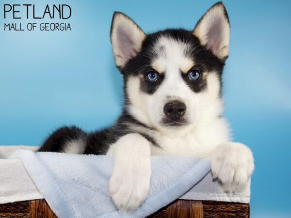 Pomsky DOG Male Black / White 5782 Petland Mall of Georgia