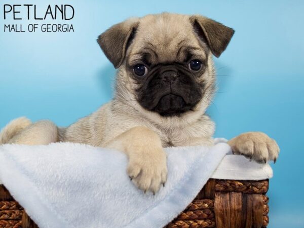 Pug DOG Male Fawn 5780 Petland Mall of Georgia