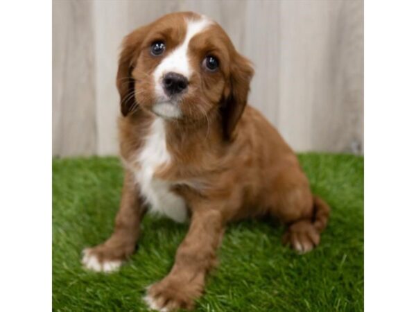 Cavalier King Charles Spaniel DOG Male Ruby 5828 Petland Mall of Georgia