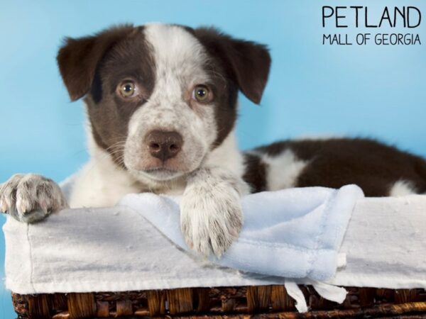 Texas Heeler-DOG-Male-Red / White-5844-Petland Mall of Georgia