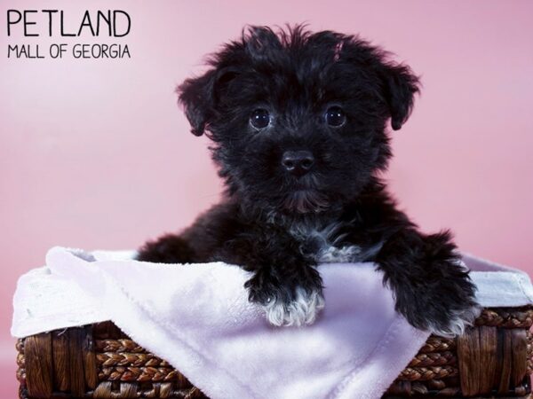 Yorkiepoo DOG Female Black 5840 Petland Mall of Georgia