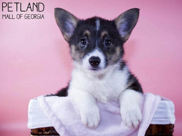 Pembroke Welsh Corgi DOG Female Black White / Tan 5836 Petland Mall of Georgia