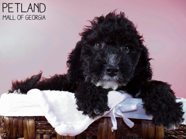 Portuguese Water Dog-DOG-Female-Black-5824-Petland Mall of Georgia