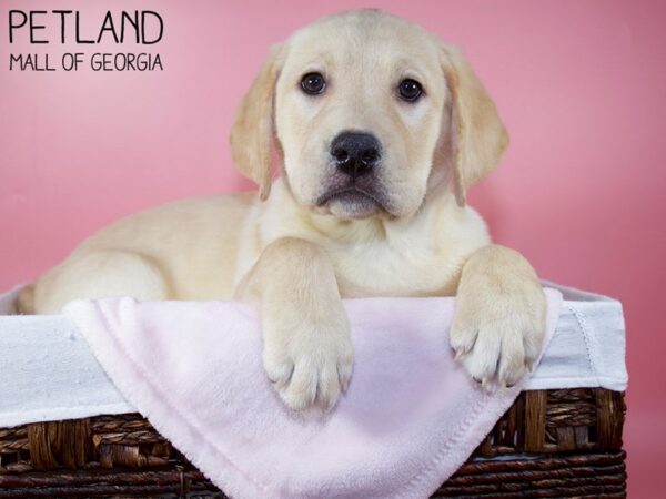 Labrador Retriever DOG Female Yellow 5867 Petland Mall of Georgia