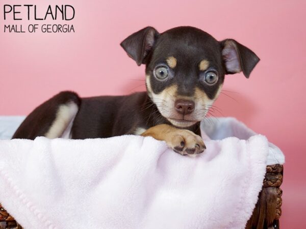 Chihuahua DOG Female Chocolate 5865 Petland Mall of Georgia