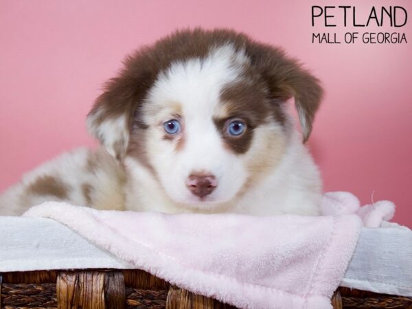 Australian Shepherd DOG Female Red Merle 5857 Petland Mall of Georgia