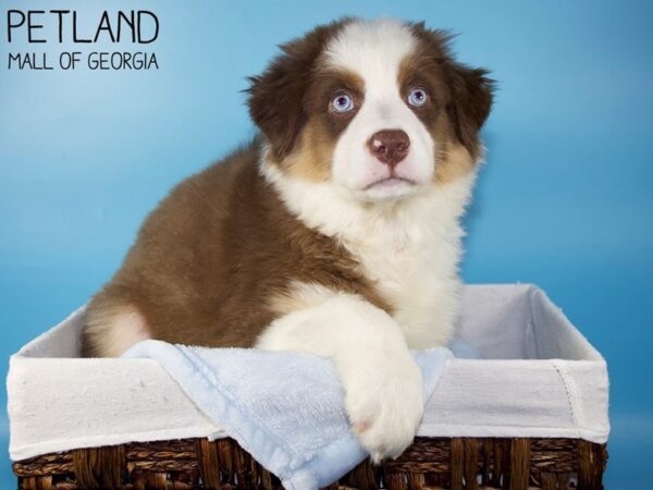 Australian Shepherd DOG Male Red 5855 Petland Mall of Georgia