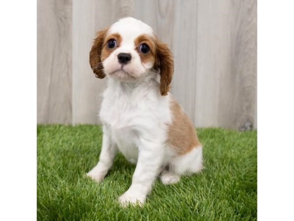 Cavalier King Charles Spaniel DOG Female Blenheim 5893 Petland Mall of Georgia